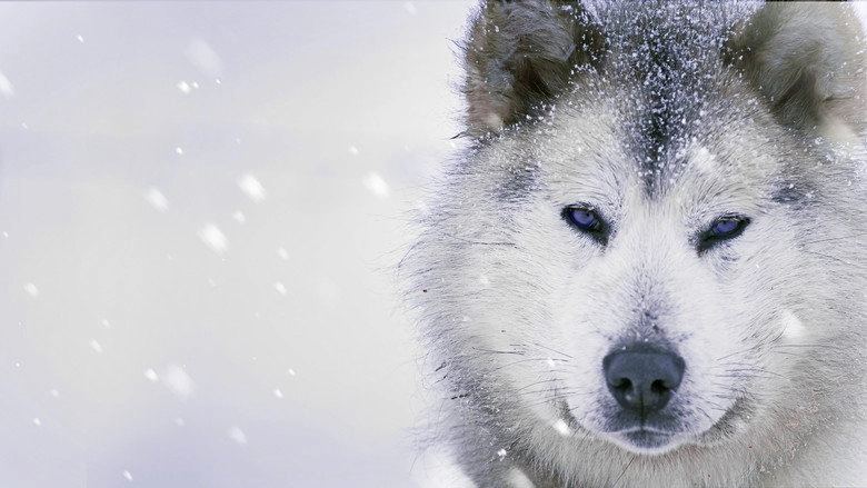 Ice Dogs: The Only Companions Worth Having (2016)