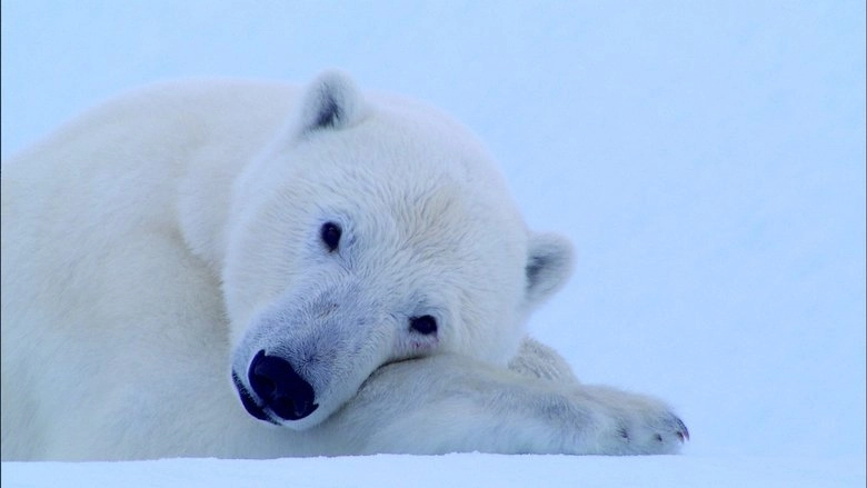 Tears In The Arctic (2009)
