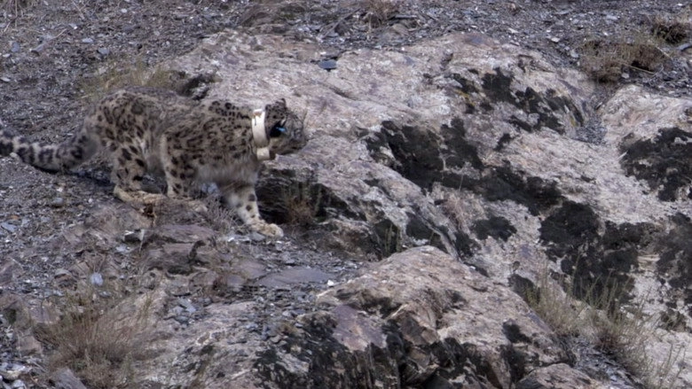 Snow Leopard: Beyond The Myth (2008)