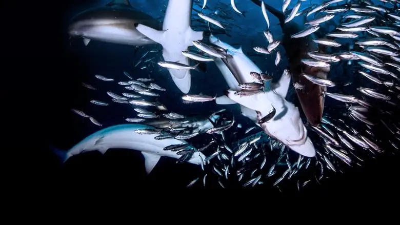 Great Shark Chow Down (2019)