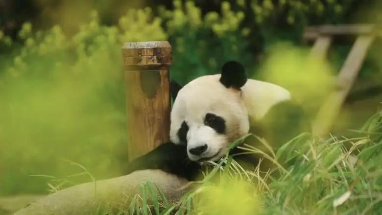 My Dearest Fu Bao (2024)