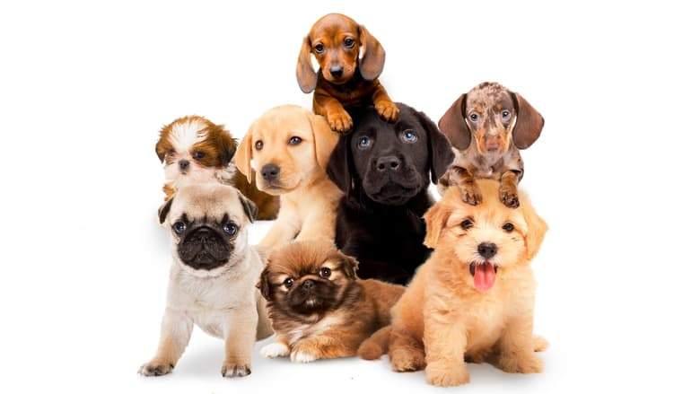Puppy Time (2019)