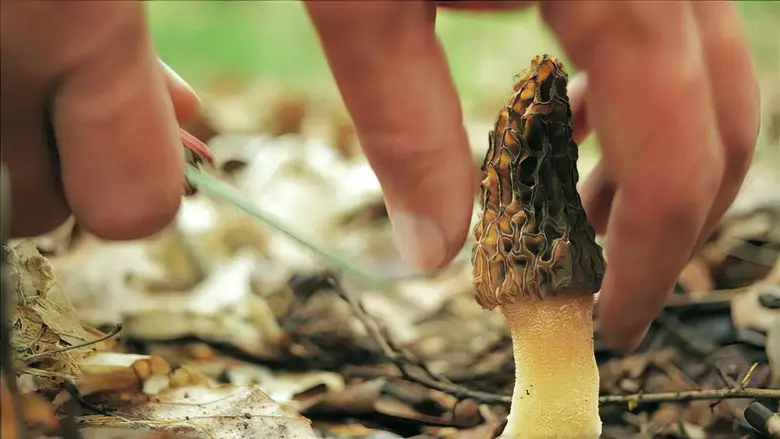 Now, Forager (2012)