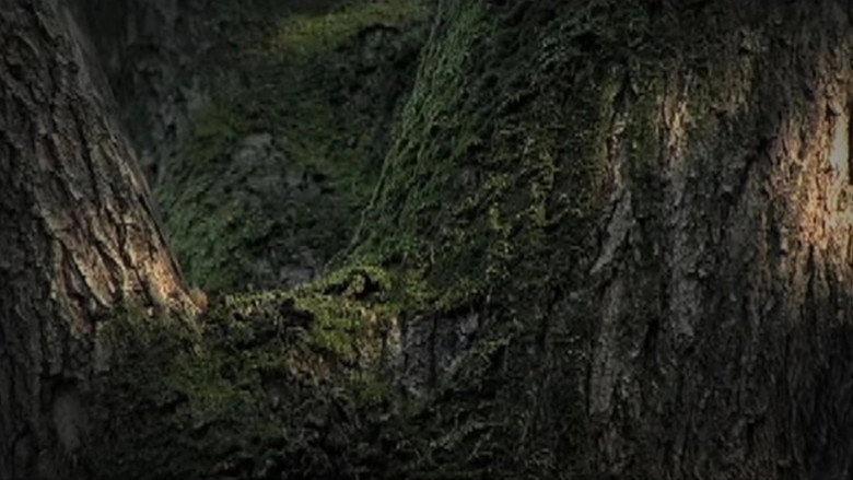 Conversation With Nature (2005)