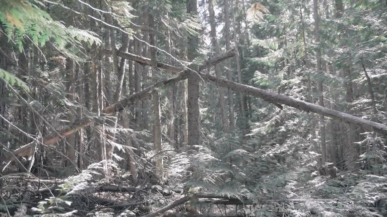 Bigfoot Encounters In The Pacific Northwest (2021)