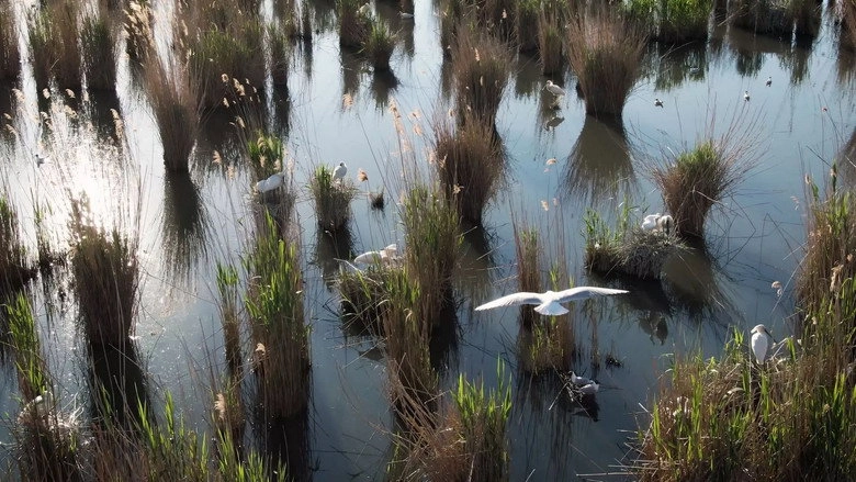 Land Of Waters: Created By Man, Overtaken By Nature (2022)