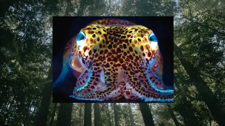 Donna Haraway: Story Telling For Earthly Survival (2016)
