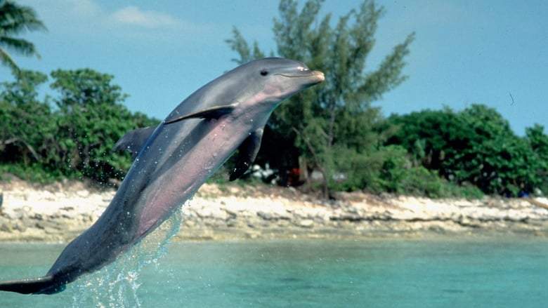 Flipper (1996)