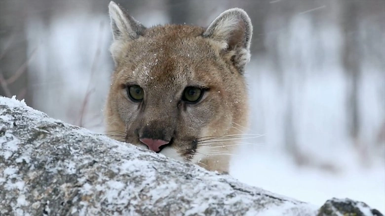 Puma, Le Fantome Du Gevaudan (2019)