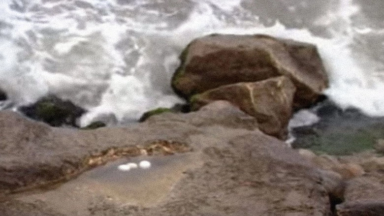 Seagull Eggs (2008)