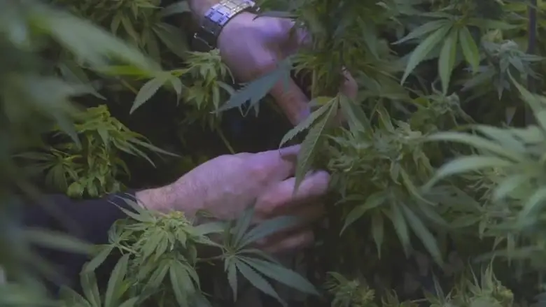 The Legend Of 420 (2017)