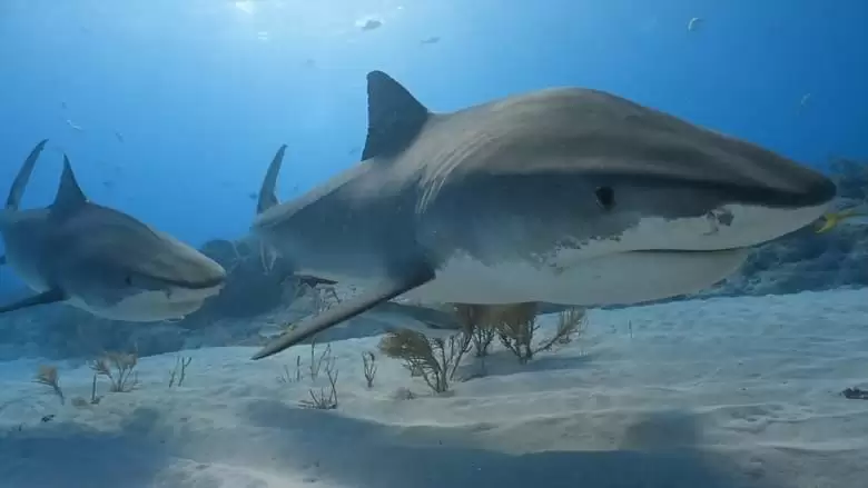 Game Of Sharks (2022)