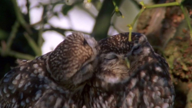 The Owls And The Orchard (2005)