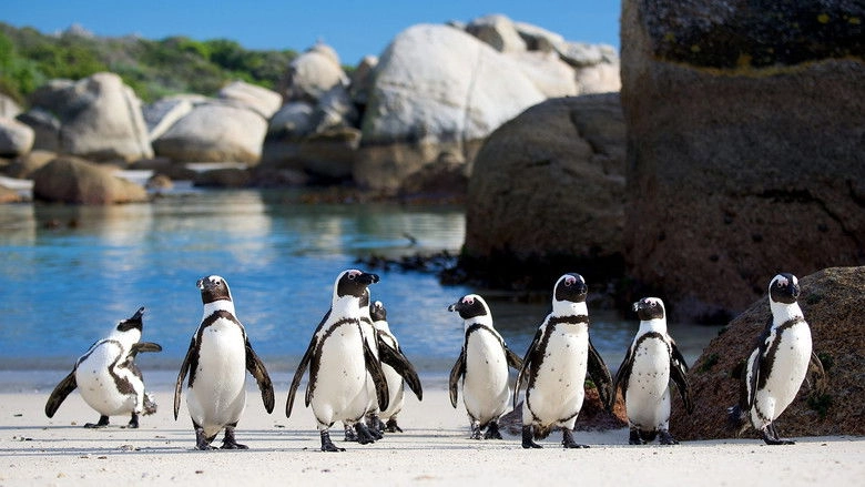 Penguins: Meet The Family (2020)