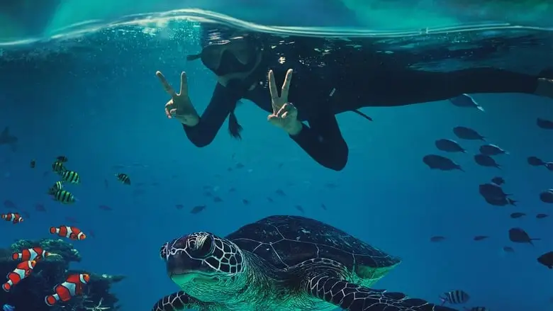 Beyond The Reef (2022)