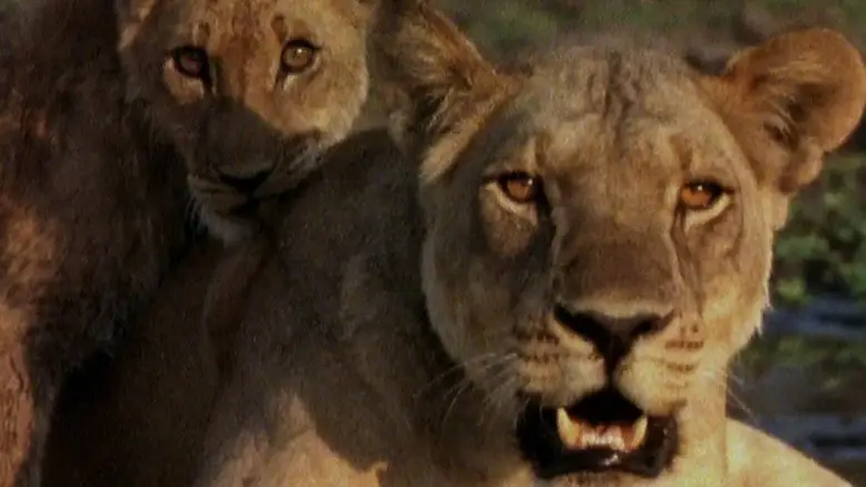 Ultimate Enemies: Elephants And Lions (2003)
