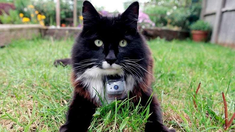 The Secret Life Of Cats (2014)