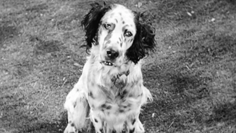 Banjo (1947)