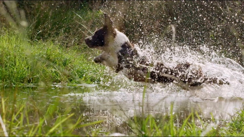 Secret Life Of Dogs (2013)