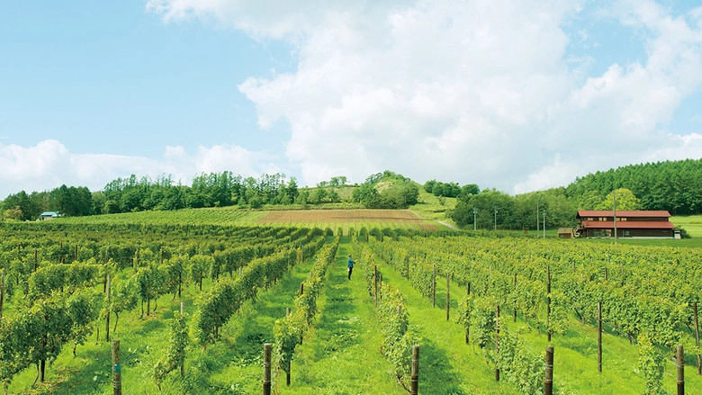 A Drop Of The Grapevine (2014)