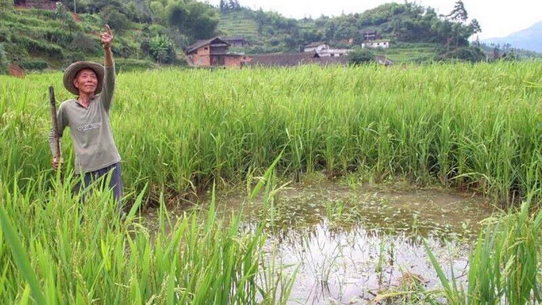 Falling From The Sky (2009)