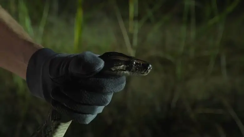 River Of Grass (2025)