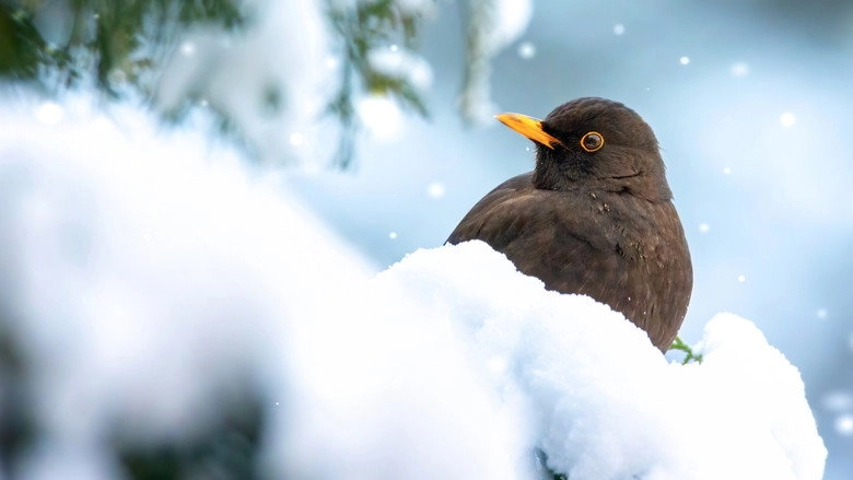 Winter Wonderland (2014)