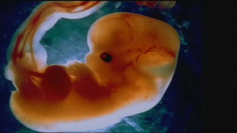 Odyssey Of Life (1996)