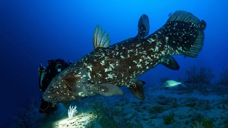 Le Coelacanthe, Plongee Vers Nos Origines (2013)