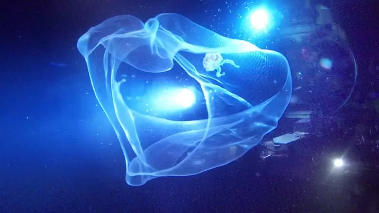 Aliens Of The Deep (2005)