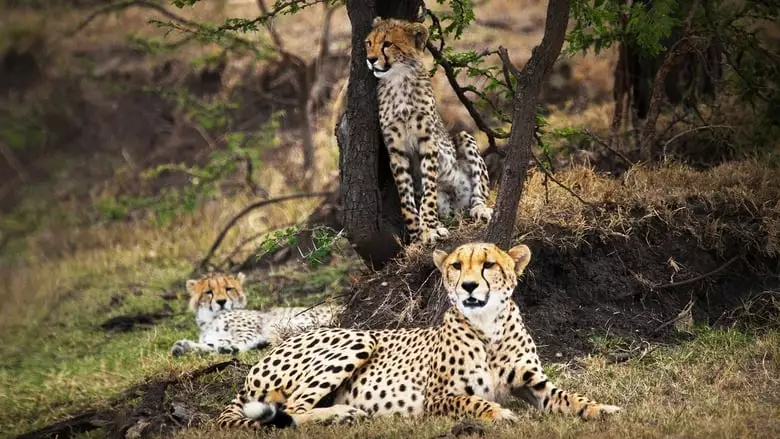 Man Among Cheetahs (2017)
