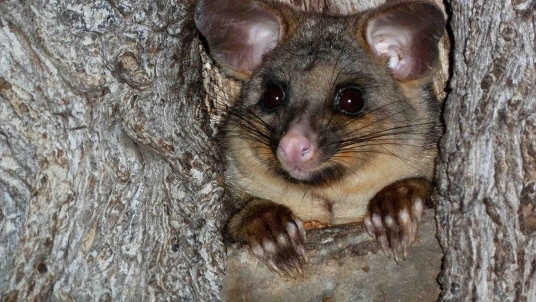 Possum Wars (2013)
