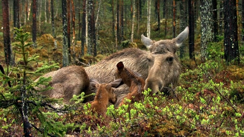 The Moose Movie (2020)