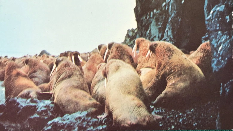 Snow Bear: Part 1 (1970)
