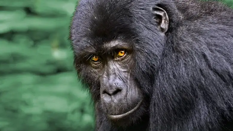 Wild Uganda (2018)