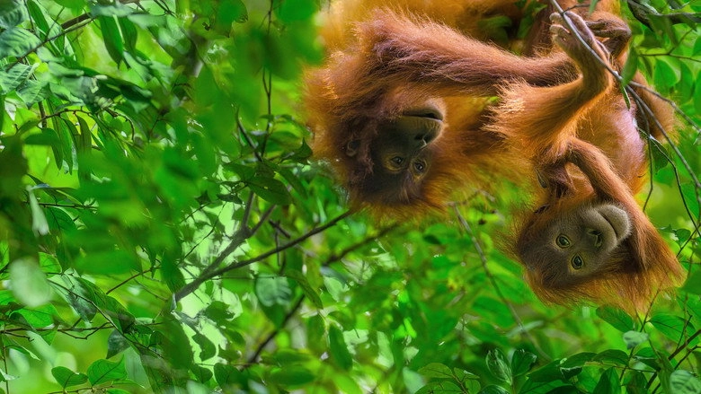 Orangutan (2026)