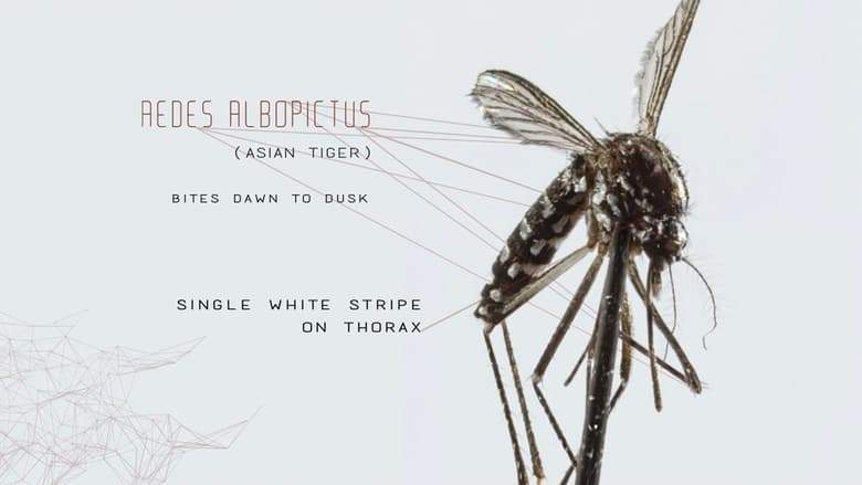 Mosquito (2017)