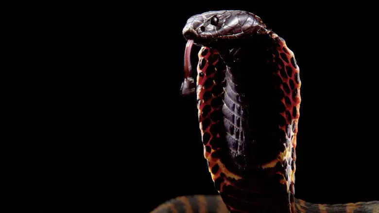 Cobra Mafia (2015)