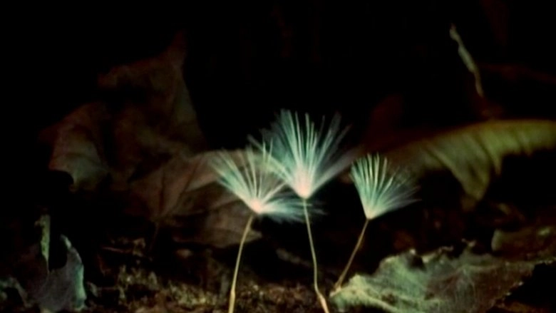 The Secret Life Of Plants (1979)