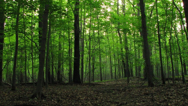 The Camp (2021)