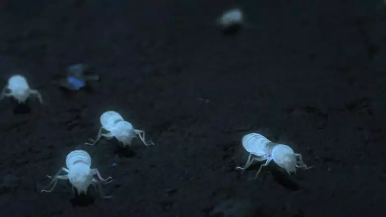White Ant (2023)