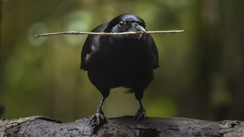 Beak & Brain - Genius Birds From Down Under (2013)