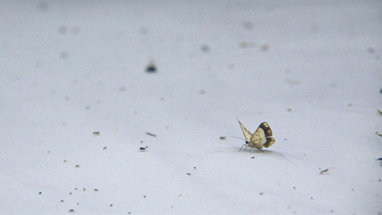 Night Colonies (2021)