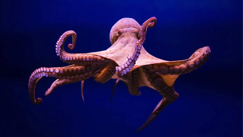 Cephalopodes: Le Regne Des Ventouses (2020)