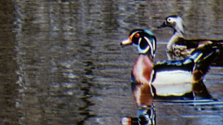 Water Birds (1952)