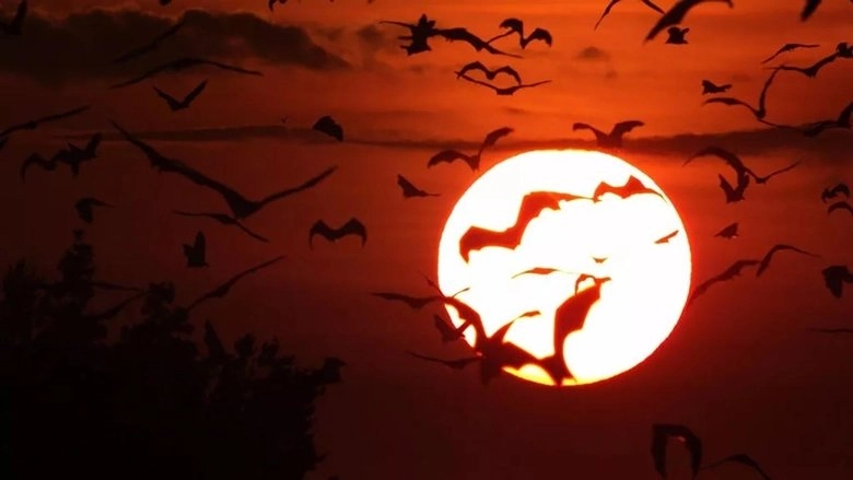 Incredible Bats (2019)