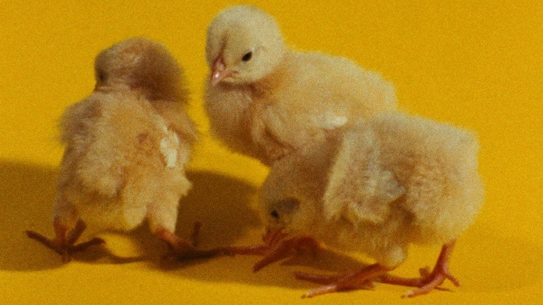 The Colours (1976)