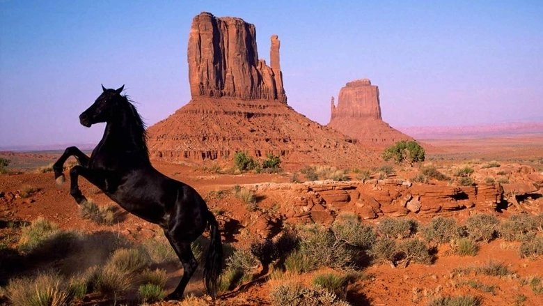 American Mustang (2013)