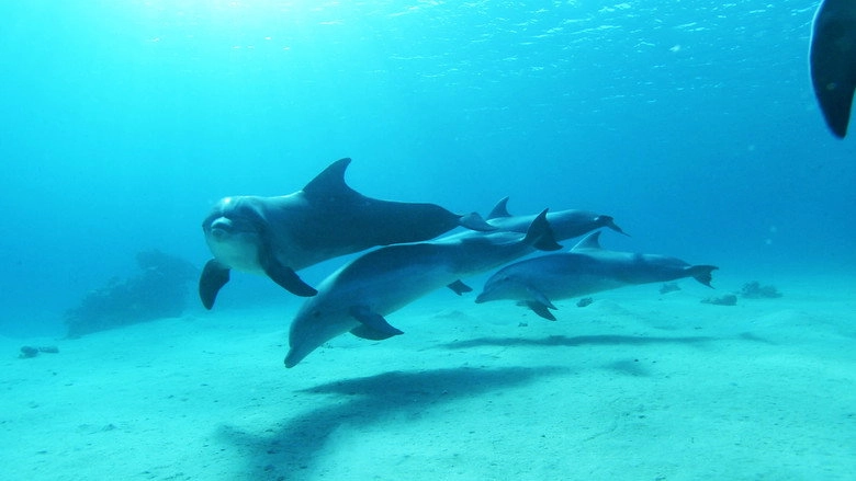 Dolphins In The Deep Blue Ocean (2009)