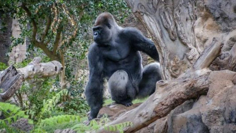 Gorillas: Rumble In The Jungle (2020)